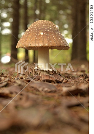 三角きのこ縦の写真素材