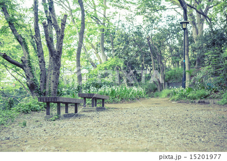 背景素材　ベンチのある風景 15201977
