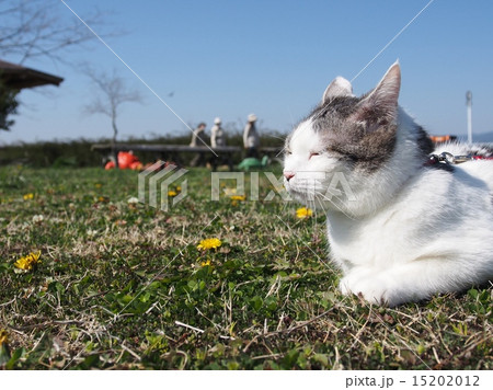 芝生の上で目を閉じてご機嫌な猫 15202012