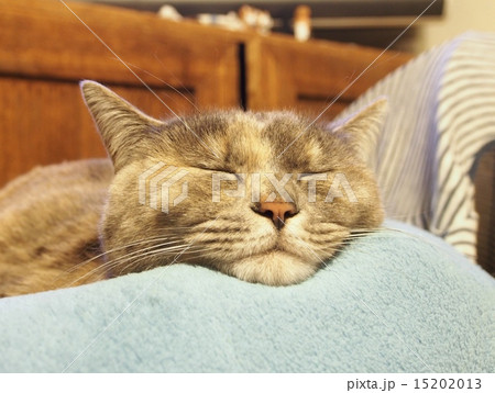 毛布の上で眠る猫の写真素材 [15202013] - PIXTA