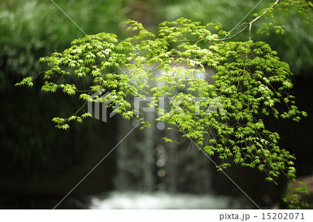 三千院の新緑のもみじと律川 15202071