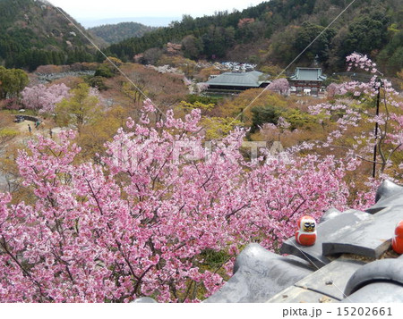 勝尾寺-桜の時期 勝尾寺-桜の時期 15202661
