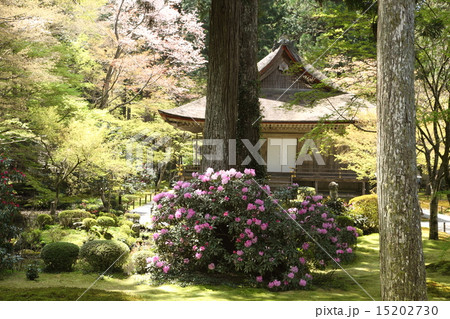 新緑の三千院と石楠花 新緑の三千院と石楠花 15202730