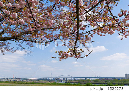 荒川堤の五色桜・花笠桜と東京スカイツリー 15202784