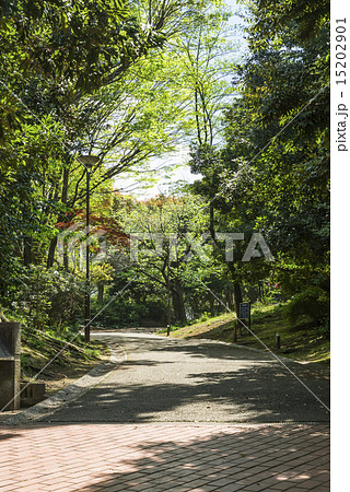 中野平和の森公園遊歩道の緑と陰影 15202901