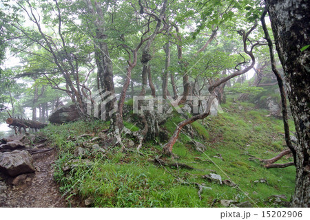 苔むす奥駆け道 15202906