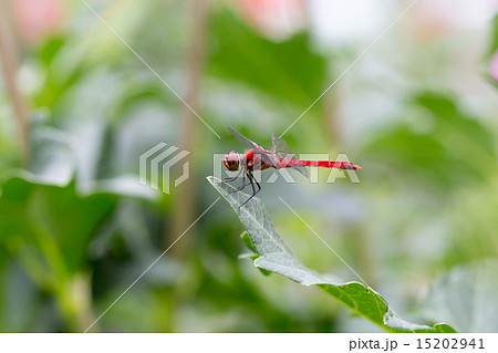 ナツアカネ ナツアカネ 15202941