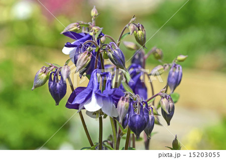 オダマキ(苧環) オダマキ(苧環) 15203055