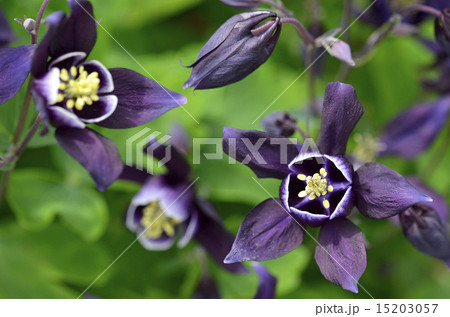 オダマキ(苧環) オダマキ(苧環) 15203057