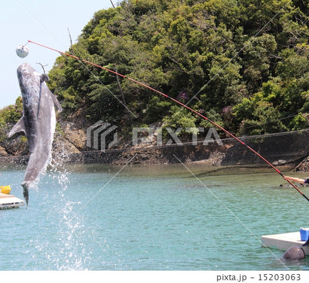ゴンドウクジラのジャンプ 15203063