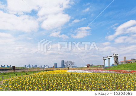 都市農業公園の河川敷に咲くカラフルなチューリップ畑と青空 15203065