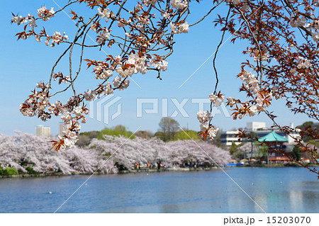 上野公園の不忍池の満開の桜と湖面に映える景観の写真素材 [15203070 