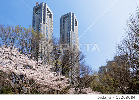 都庁舎と新宿中央公園の桜 都庁舎と新宿中央公園の桜 15203084
