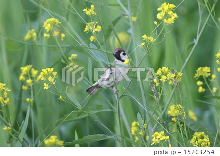 スズメと菜の花 15203254