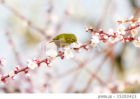 白梅にメジロ 15203423
