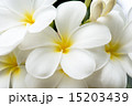 Frangipani Flowers White and Yellow 15203439