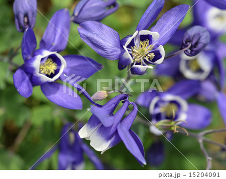 オダマキ(苧環) オダマキ(苧環) 15204091