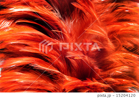 red fur from feather red fur from feather 15204120