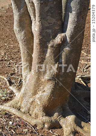 ヤマボウシ（山法師） 15204379