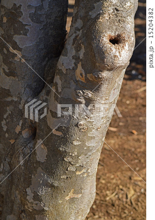 ヤマボウシ（山法師） 15204382