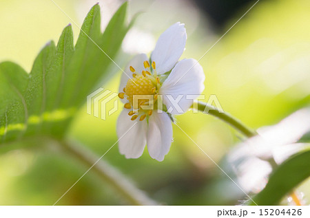 ワイルドストロベリーの花 ワイルドストロベリーの花 15204426