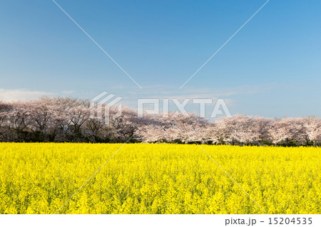 桜と菜の花畑 15204535