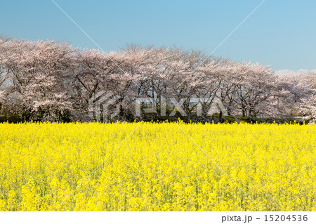 桜と菜の花畑 15204536