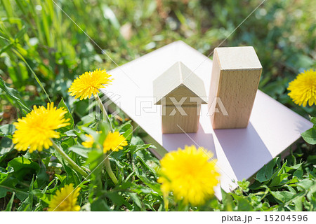 たんぽぽ たんぽぽ 15204596