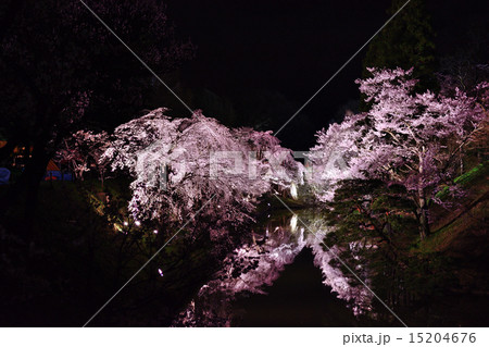 上田城の夜桜 上田城の夜桜 15204676