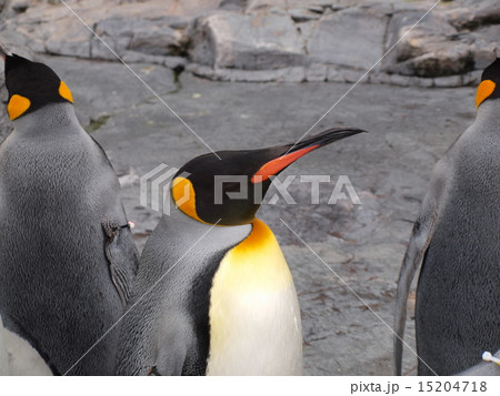 ペンギン ペンギン 15204718