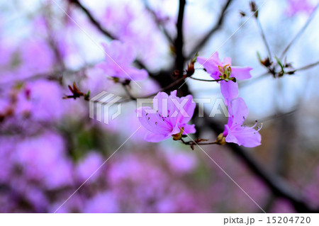 姫路城の桜 姫路城の桜 15204720