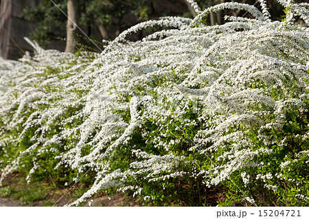 満開のユキヤナギ 満開のユキヤナギ 15204721