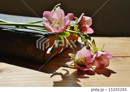 クリスマスローズと古書 クリスマスローズと古書 15205295