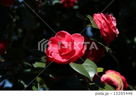 椿　紅乙女　こうおとめ 15205446