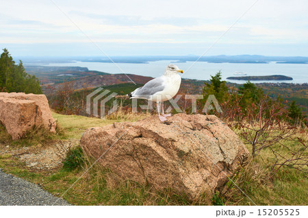 Seagull at Acadia National Park, Maine 15205525