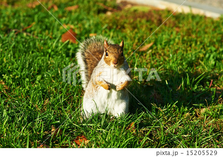 Gray squirrel in park 15205529