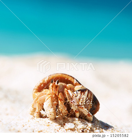 Hermit crab at beach Hermit crab at beach 15205582