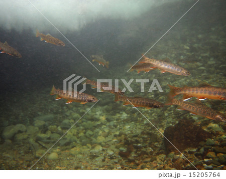 群れで泳ぐオショロコマ 15205764