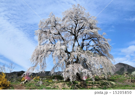 和美の桜 15205850