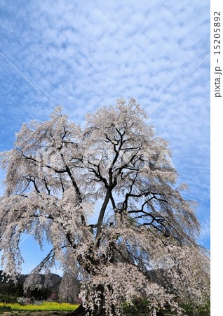 和美の桜 15205892