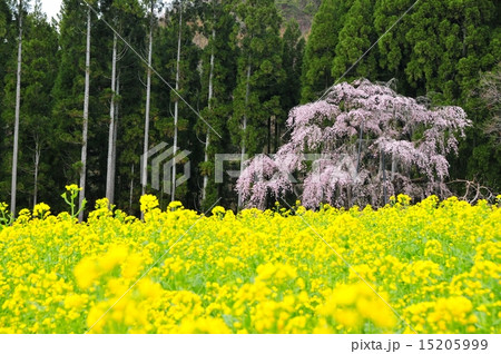 坪井のしだれ桜と菜の花 坪井のしだれ桜と菜の花 15205999