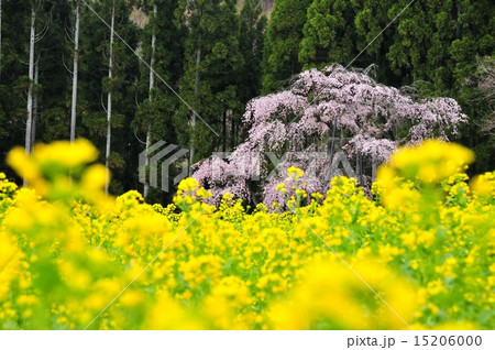 坪井のしだれ桜と菜の花 坪井のしだれ桜と菜の花 15206000