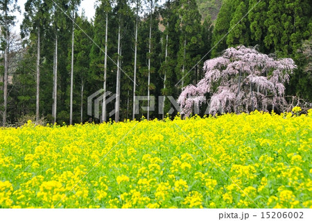 坪井のしだれ桜と菜の花 15206002