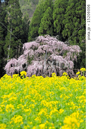 坪井のしだれ桜と菜の花 坪井のしだれ桜と菜の花 15206006