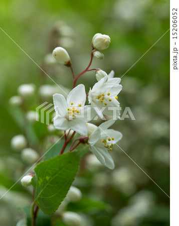 森の白い姫空木 森の白い姫空木 15206052