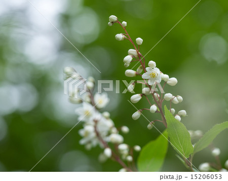 森の白い姫空木 森の白い姫空木 15206053