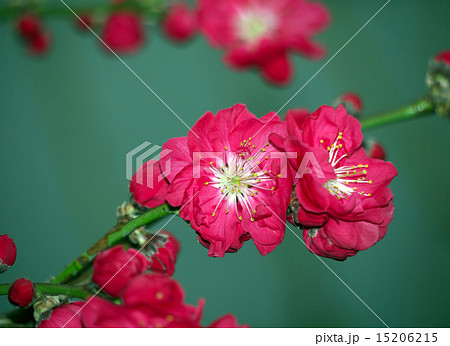 シダレモモの花 シダレモモの花 15206215