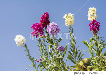 青空をバックにカラフルなアラセイトウの花花 青空をバックにカラフルなアラセイトウの花花 15206332