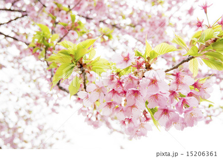 修善寺寒桜の花のアップ 修善寺寒桜の花のアップ 15206361