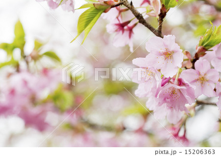 修善寺寒桜の花のアップ 修善寺寒桜の花のアップ 15206363